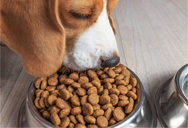 Pienso completo Ecan Élite para todos los perros - Imagen 3